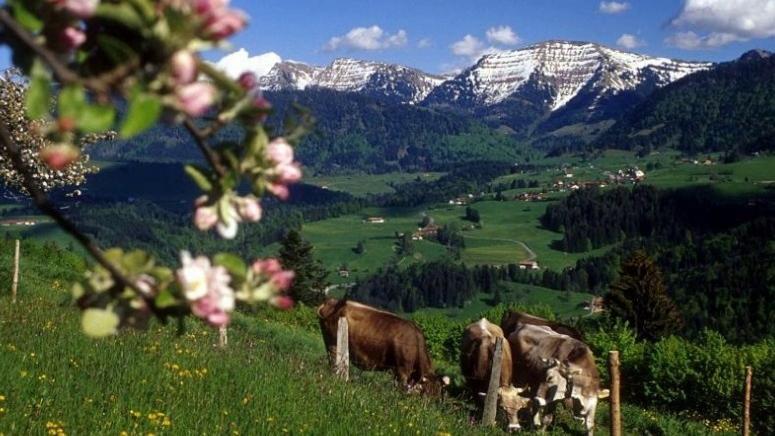 FeWo Alpenglöckchen, Oberstaufen/Steibis Exterior foto